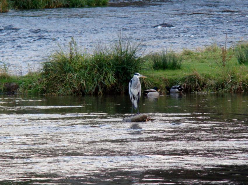 hron cendre et canards