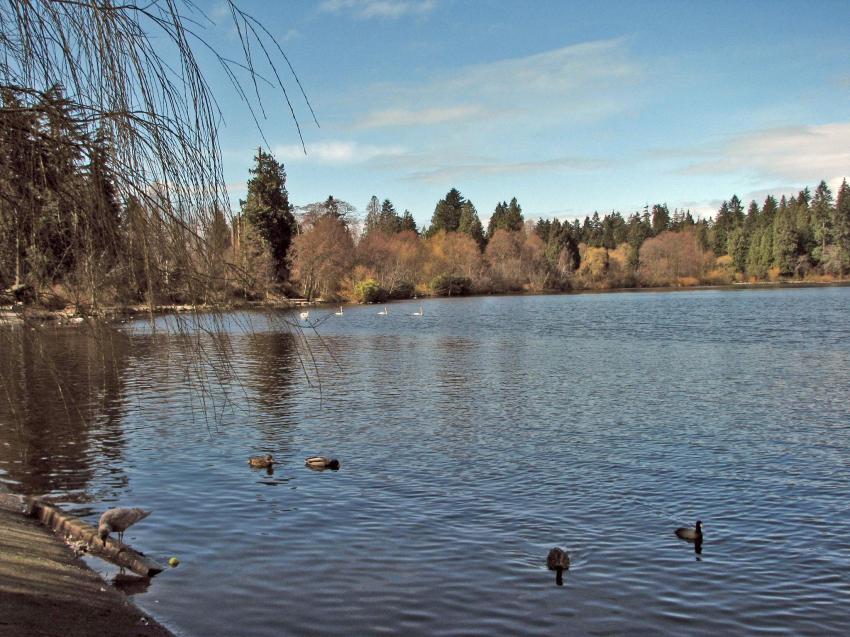 Parc Stanley et son Lost Lagoon, Vancouver -4-