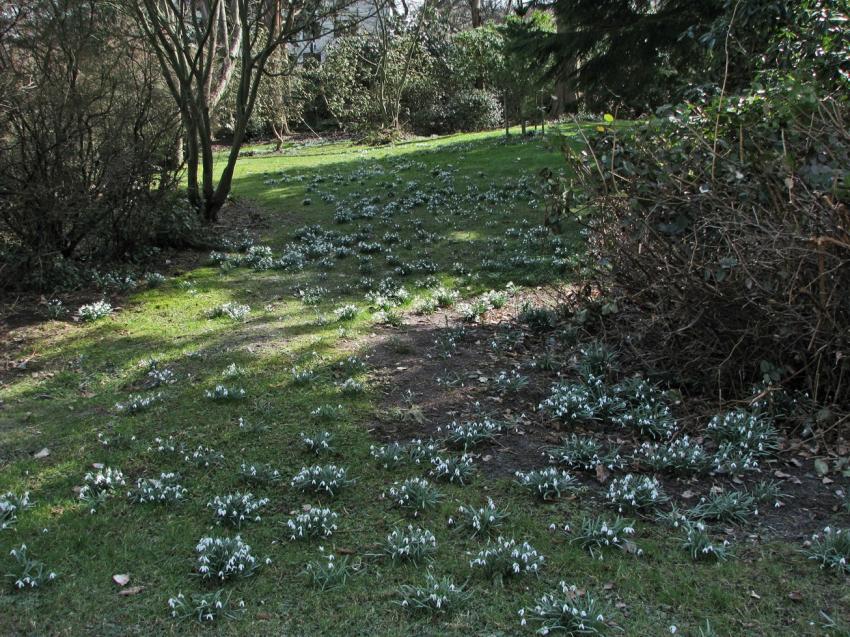 Perces-neige dans le parc