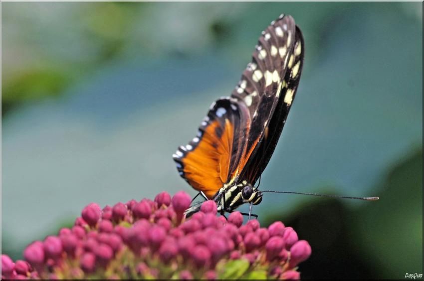 Danaus Plexippus