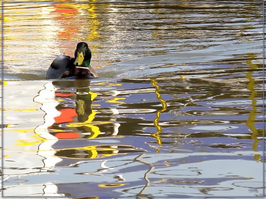 Canard colvert  8409 3b