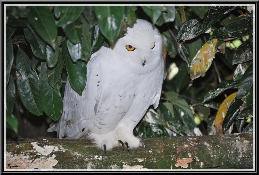 Zoo de Beauval