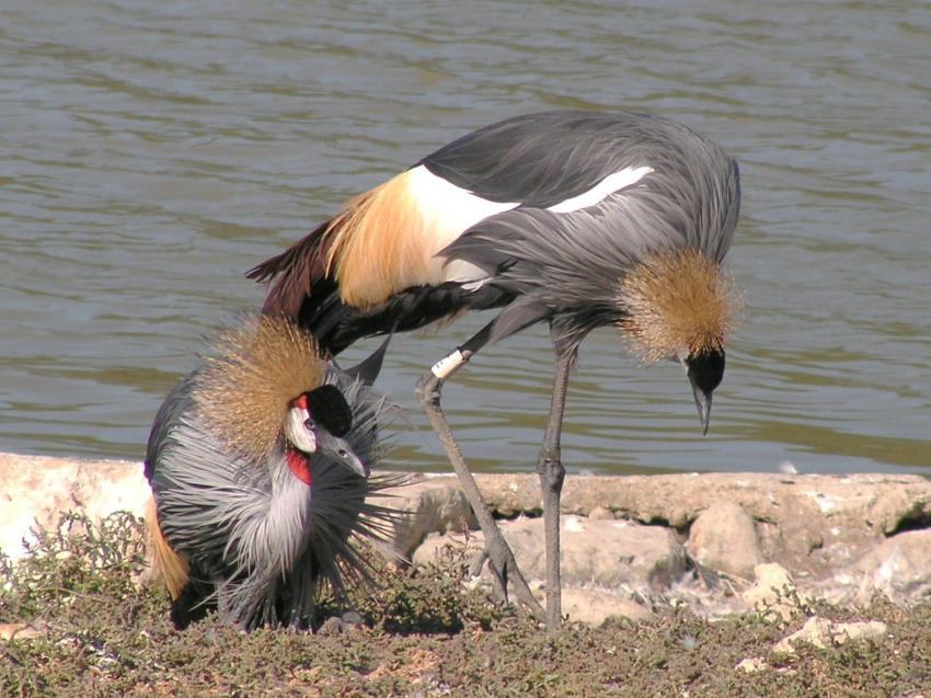 Grues couronnes