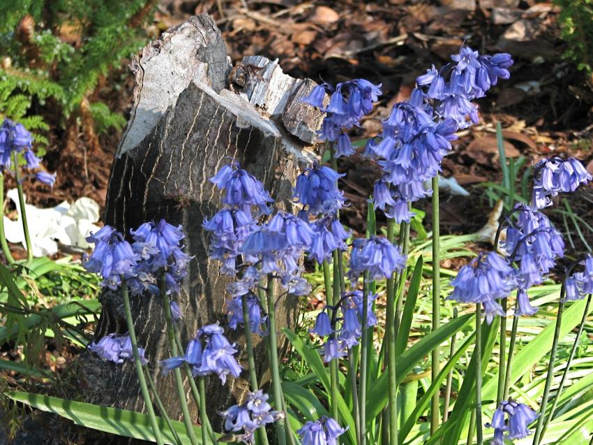 Clochettes bleues