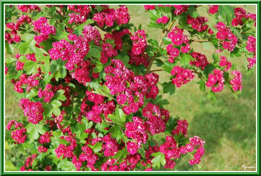 Eglantier  fleurs rouge