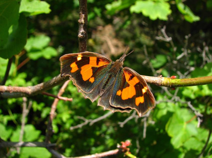 Le nom de ce joli papillon ?
