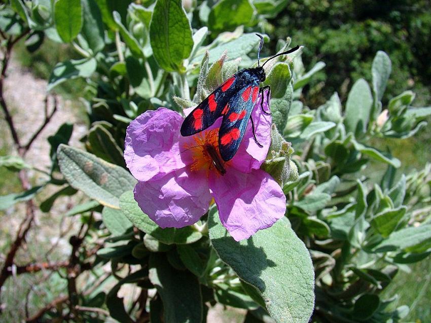 belles couleurs