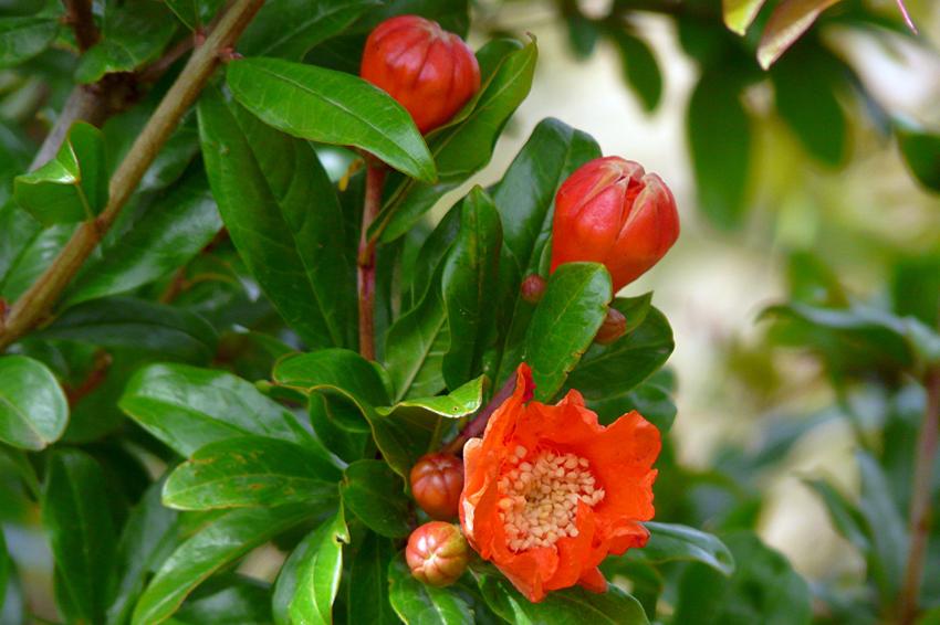 Fleurs de grenadier