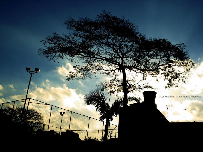 Tree Shadow