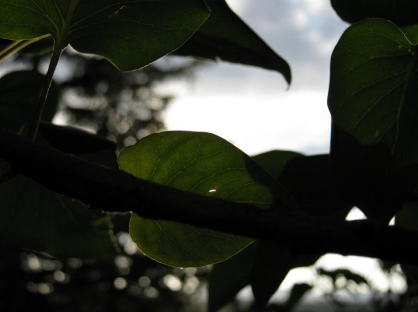 feuilles sombres