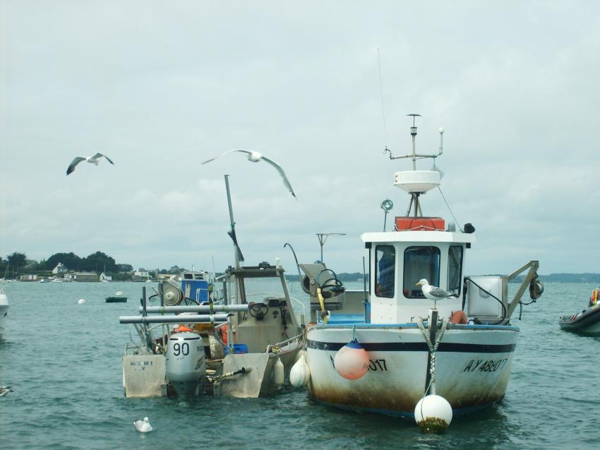 mouettes autour d'un bateau de pche