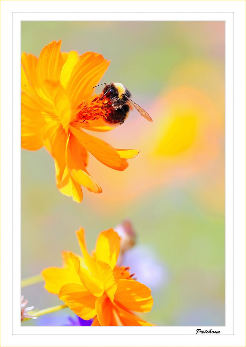 Earth bumble bee