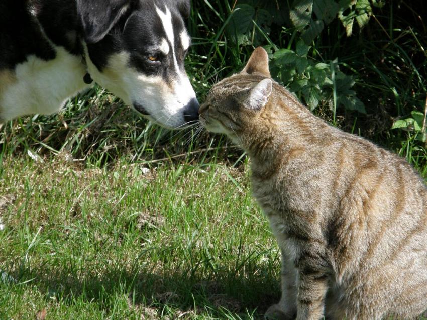 Romy et Ciboulette