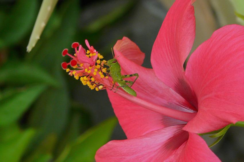 Le criquet amoureux d'une fleur d'hibiscus