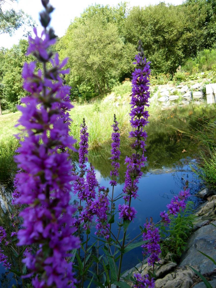 Purples flowers