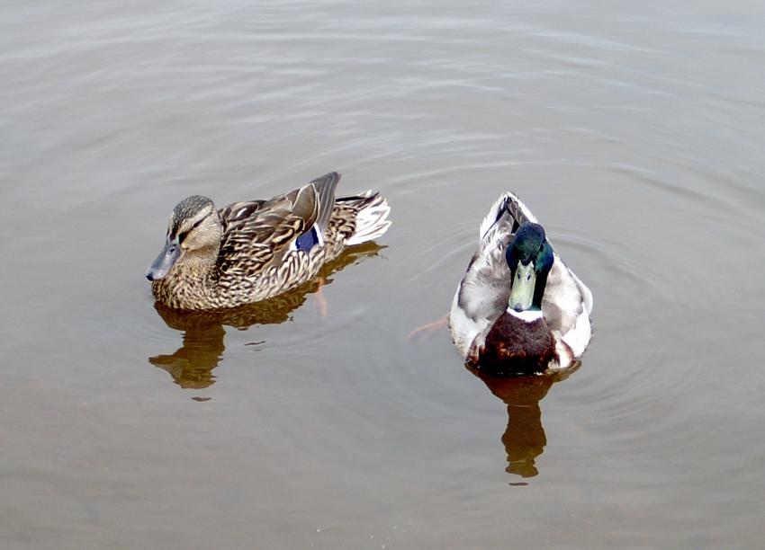 un beau couple