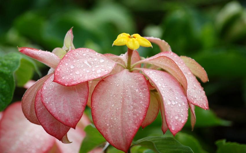 arbuste du jardin