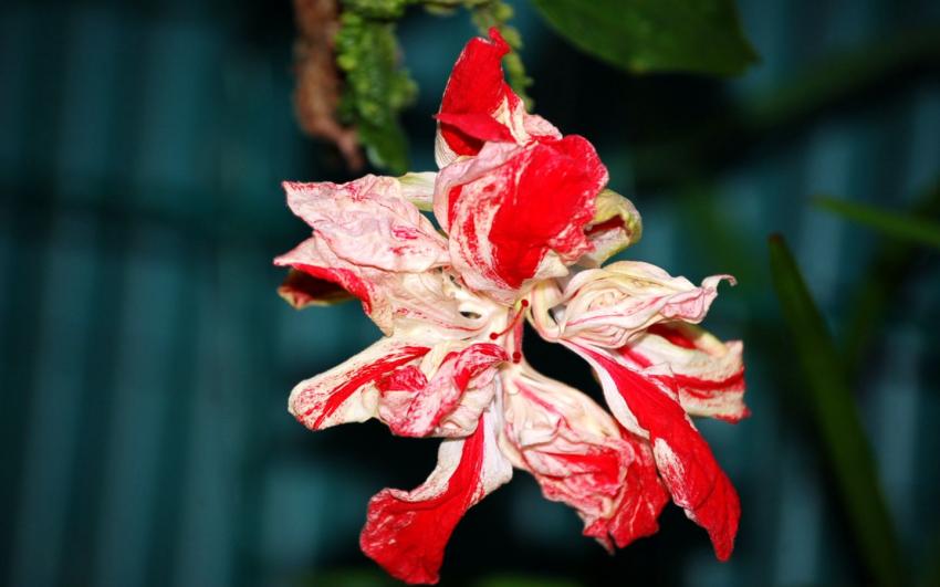 hibiscus fris