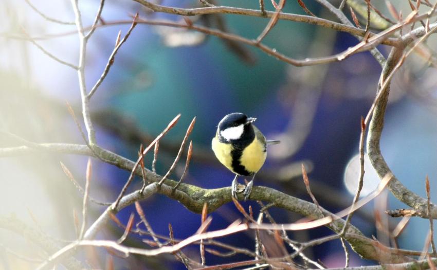 Des oiseaux pour mon bien-