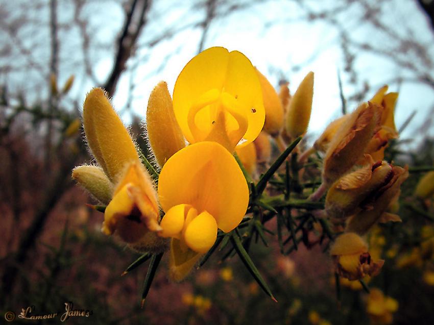 fleurs