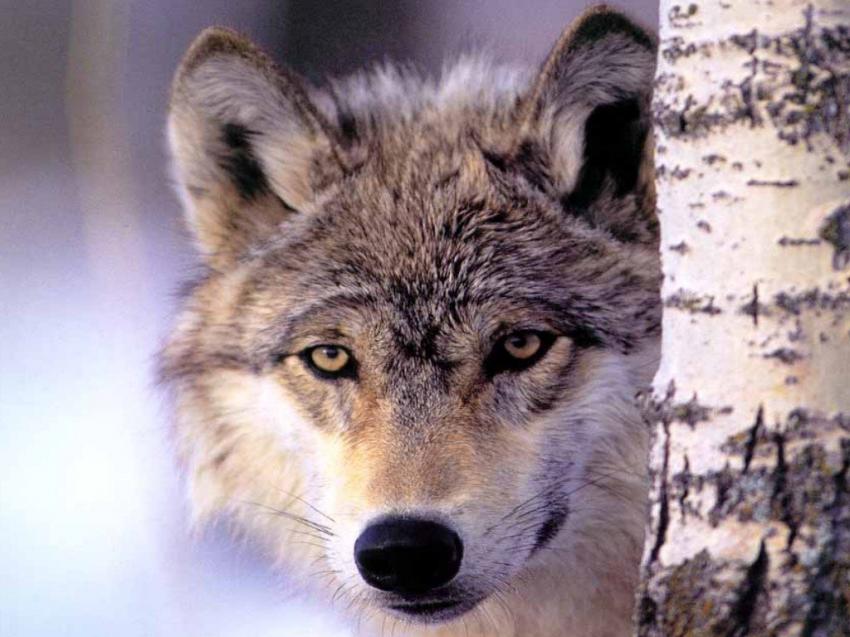 Loups