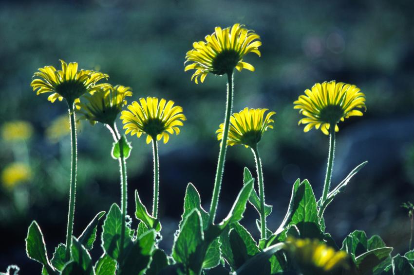 Fleurs d'Arnica.