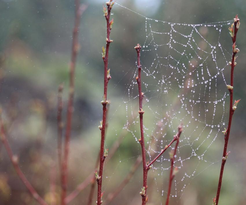 Bruine et pluie.