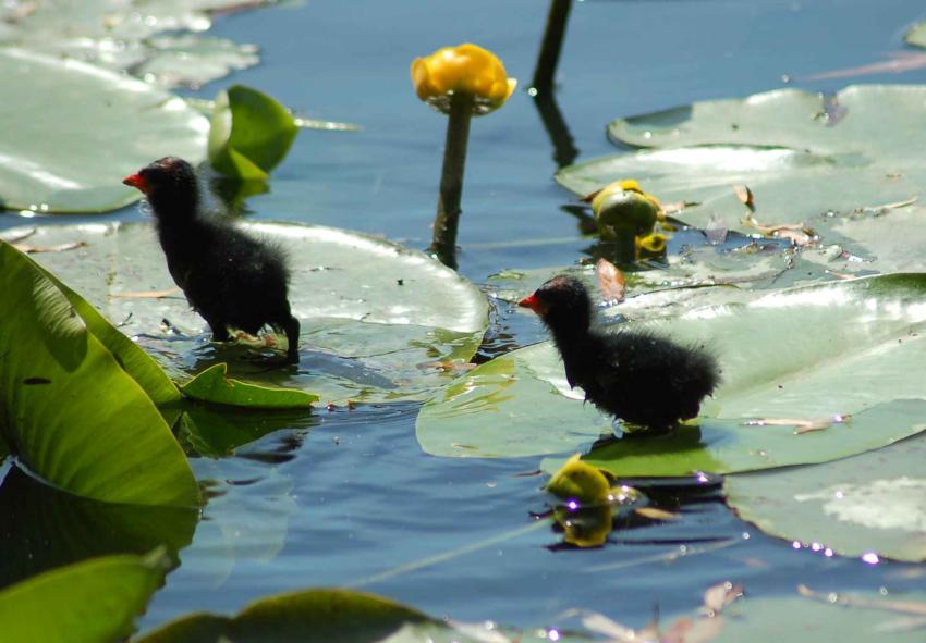 petit de poule d'eau