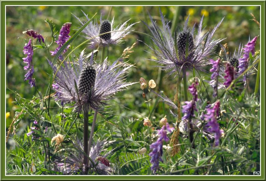 Panicaut des Alpes.