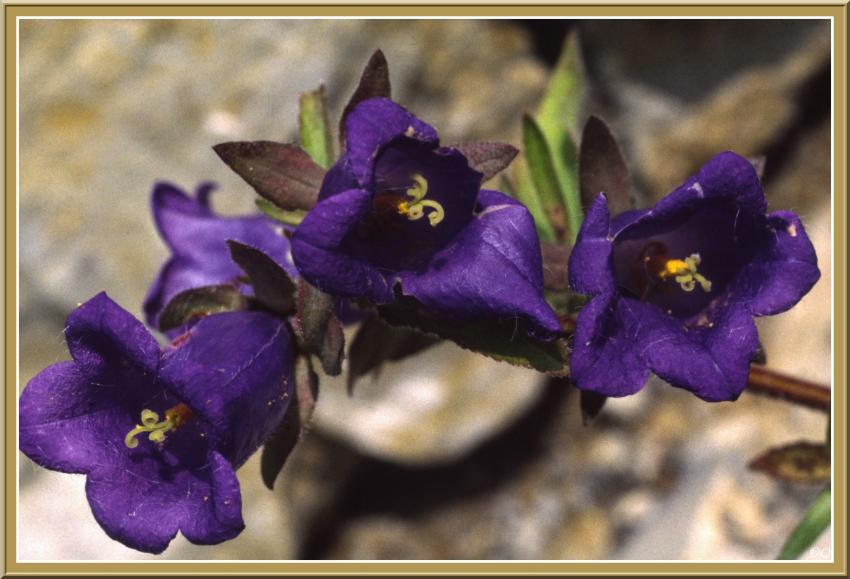 Campanules
