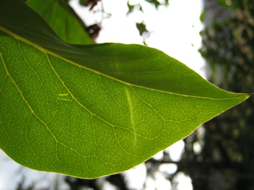 une feuille pointue