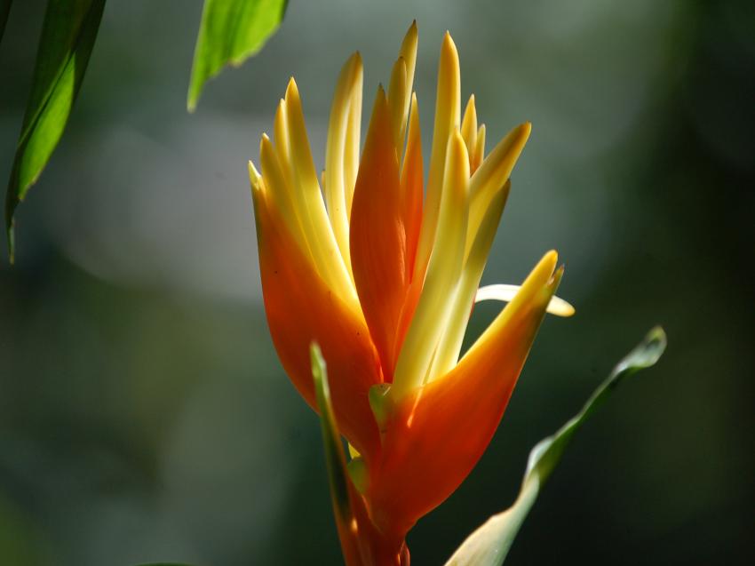 oiseau de paradis