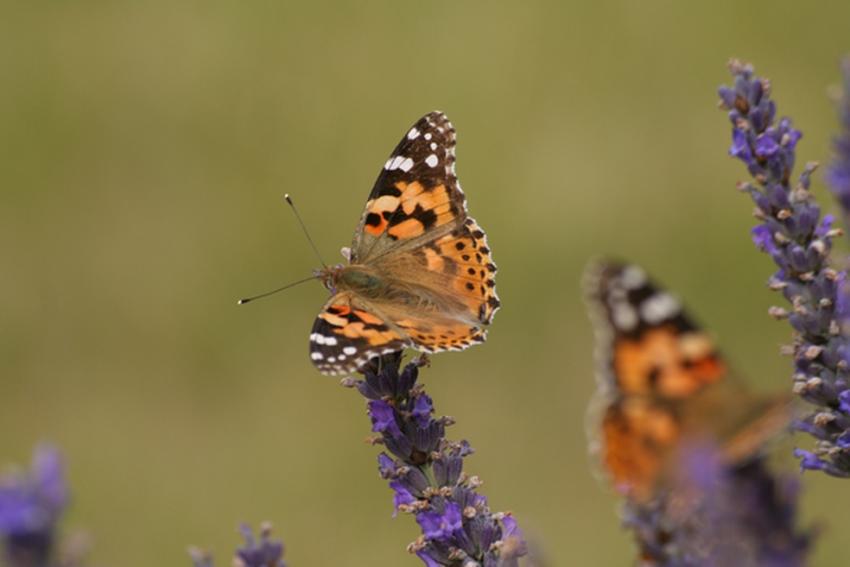 Papillons