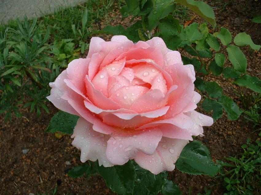 la rose du matin