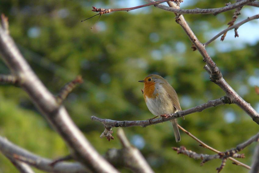 Robin est moins farouche...