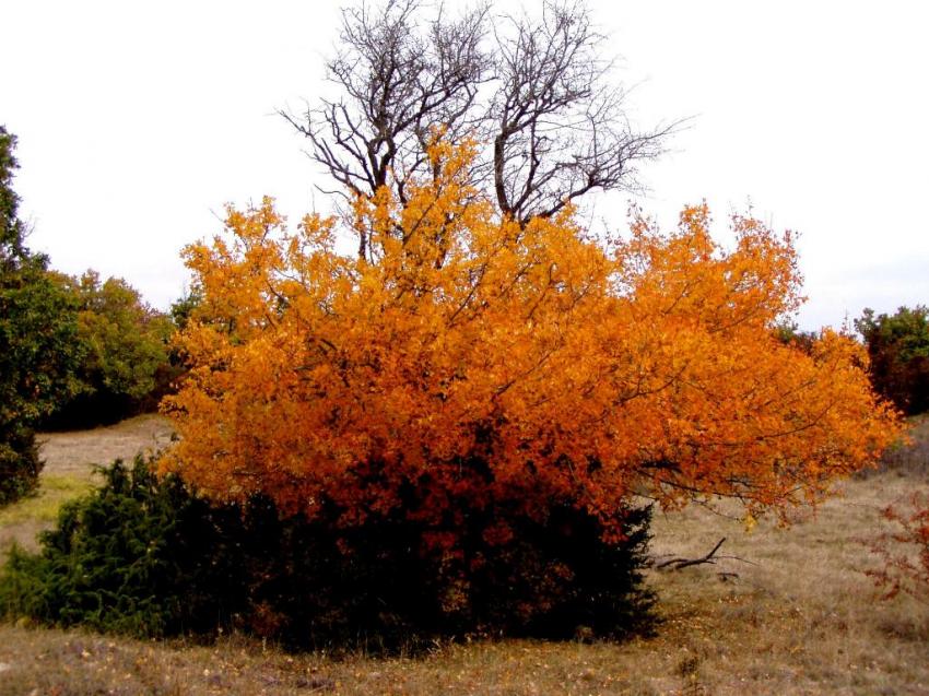 automne