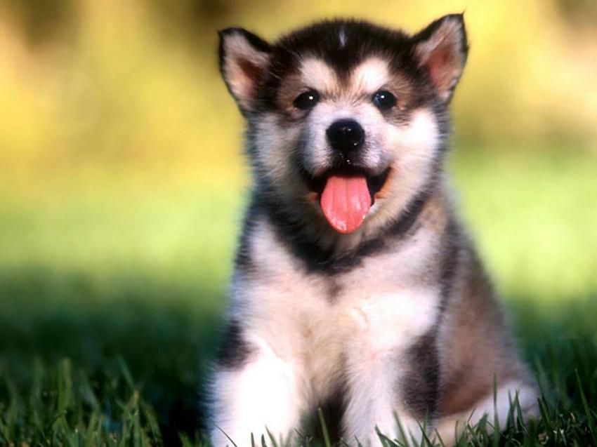 Chiens
