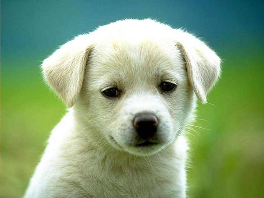 Chiens