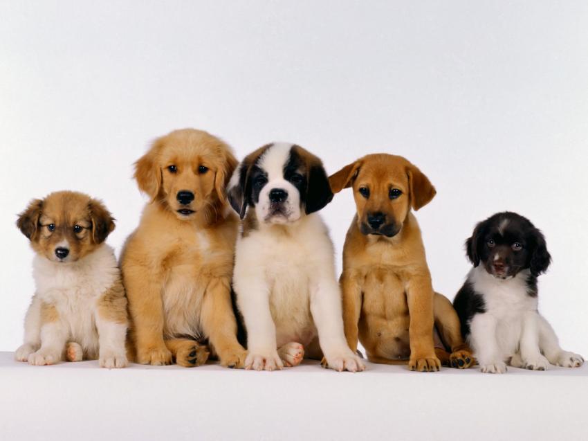 Chiens