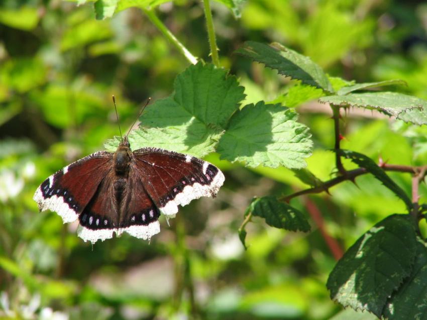Papillon