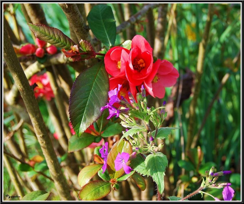 Jardin de printemps.