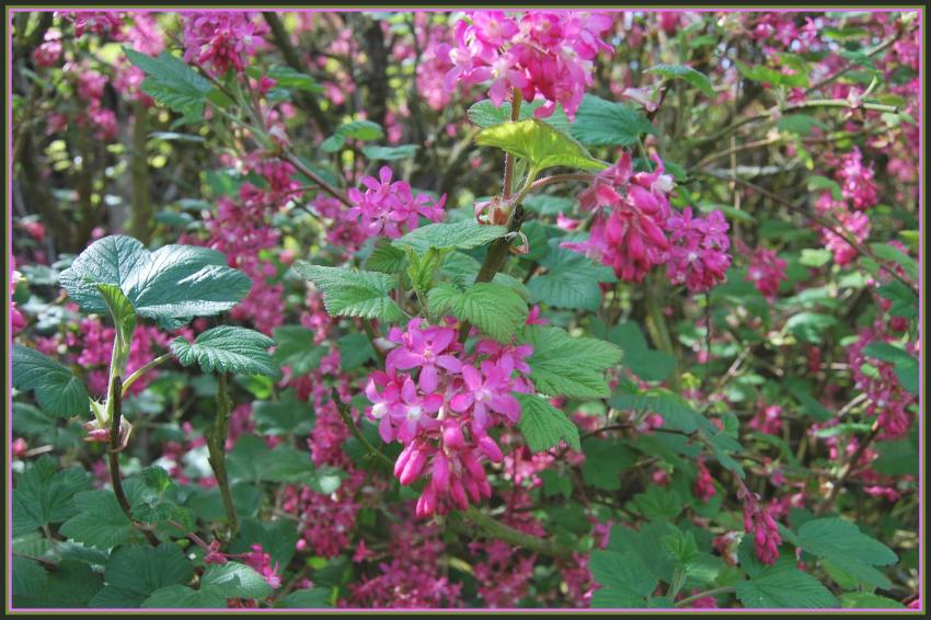 Groseillers  fleurs