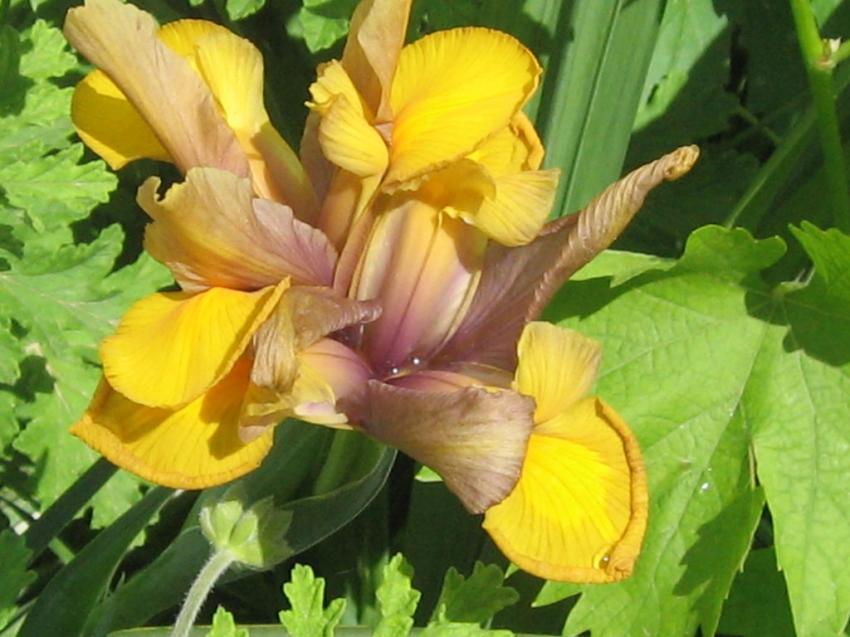 iris