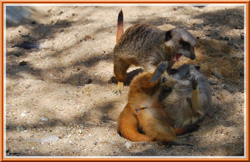 Zoo de Beauval