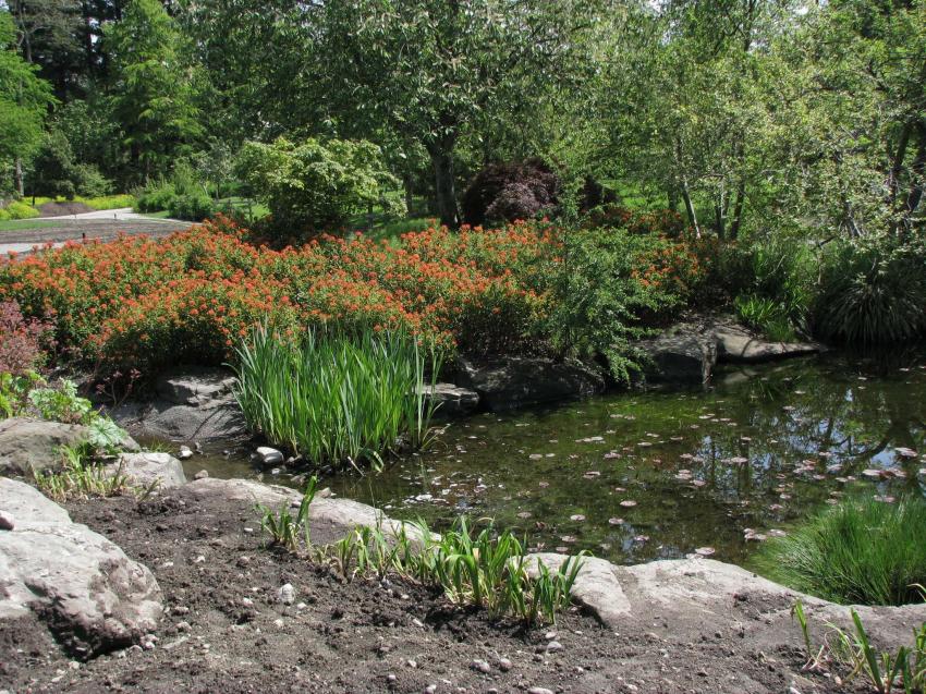Bassin d'eau au parc