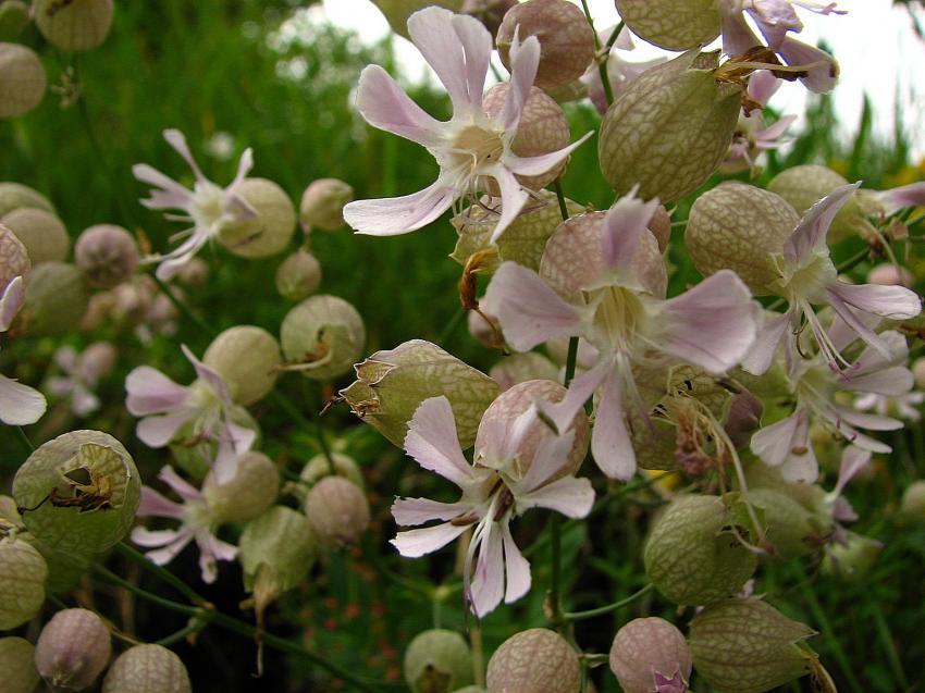 Silene enfle