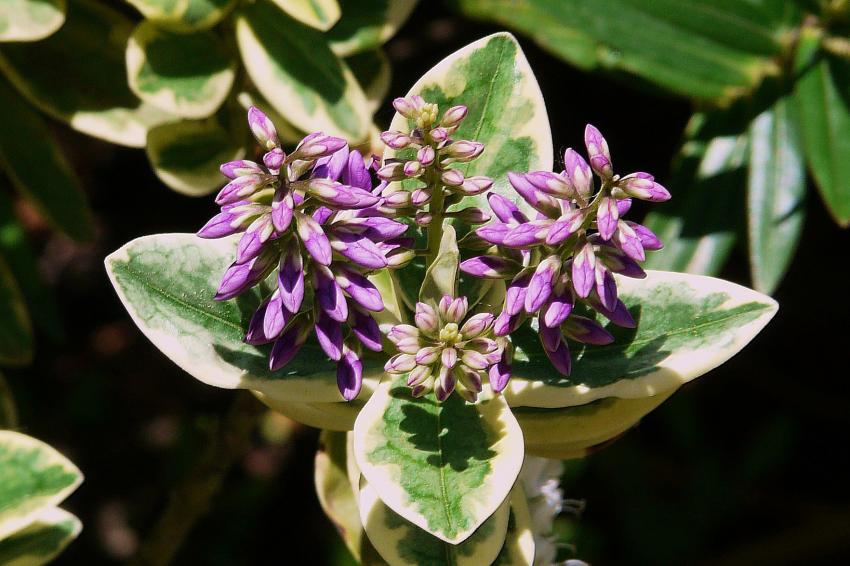 Une vronique du jardin