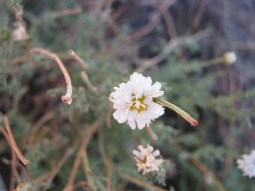 fleur blanche