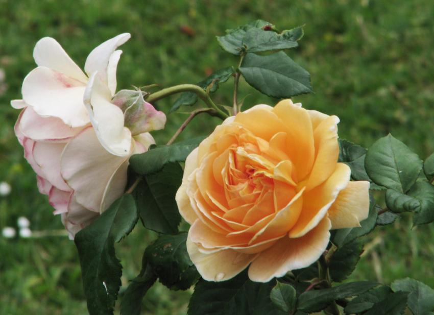 Roses