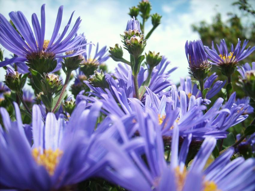 fleurs bleues